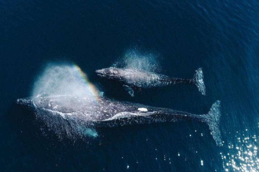 Whale and Dolphin Watching Adventure in Mirissa