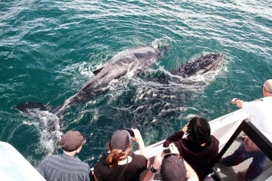 Whale and Dolphin Watching Adventure in Trincomalee
