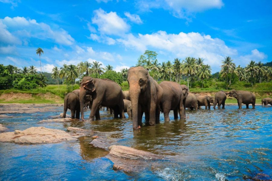 Pinnawala Elephant Orphanage Day Tour from Kandy