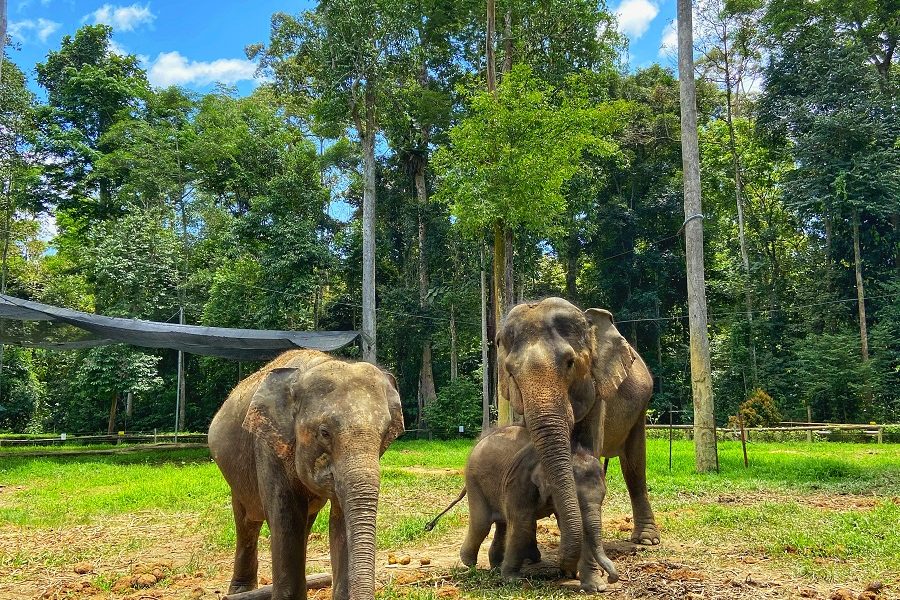 Kuala Gandah Elephant Sanctuary, Deerland Park, and Aboriginal Settlement Tour