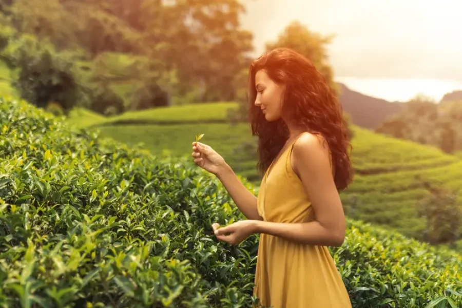 Sri Lanka in 6 Days: Heritage, Wildlife, Beaches, and Hill Country Escape