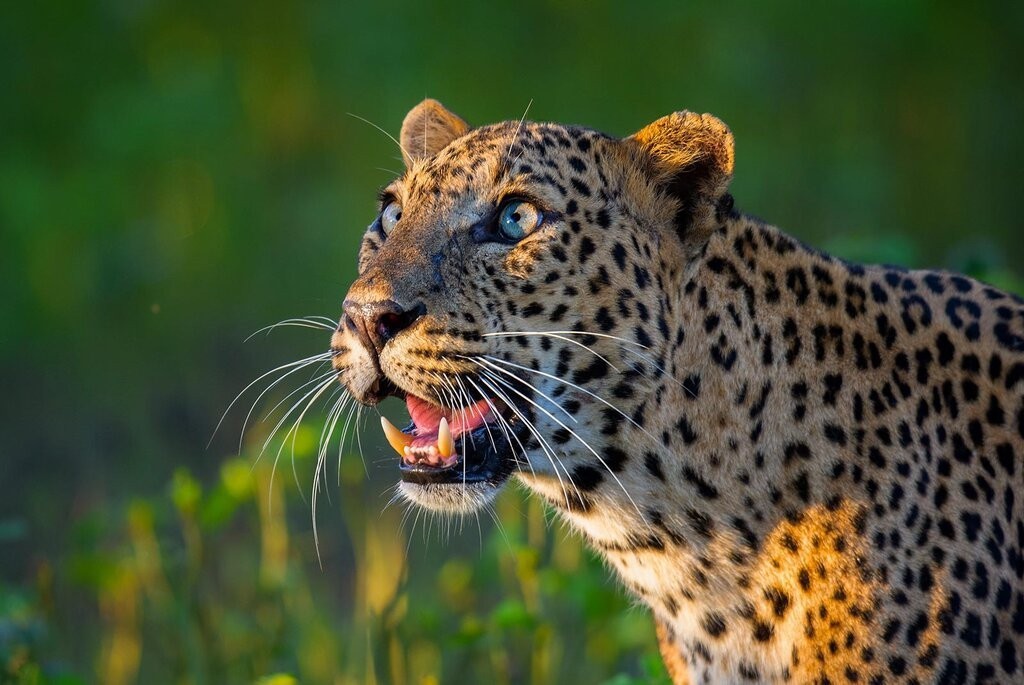 Day 3| Wilpattu – Nature & Wildlife Safari