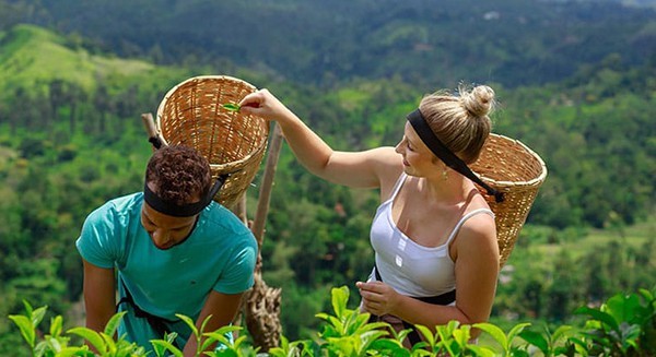 Day 12– 13 | Nuwara Eliya – Tea Country & Cool Climate