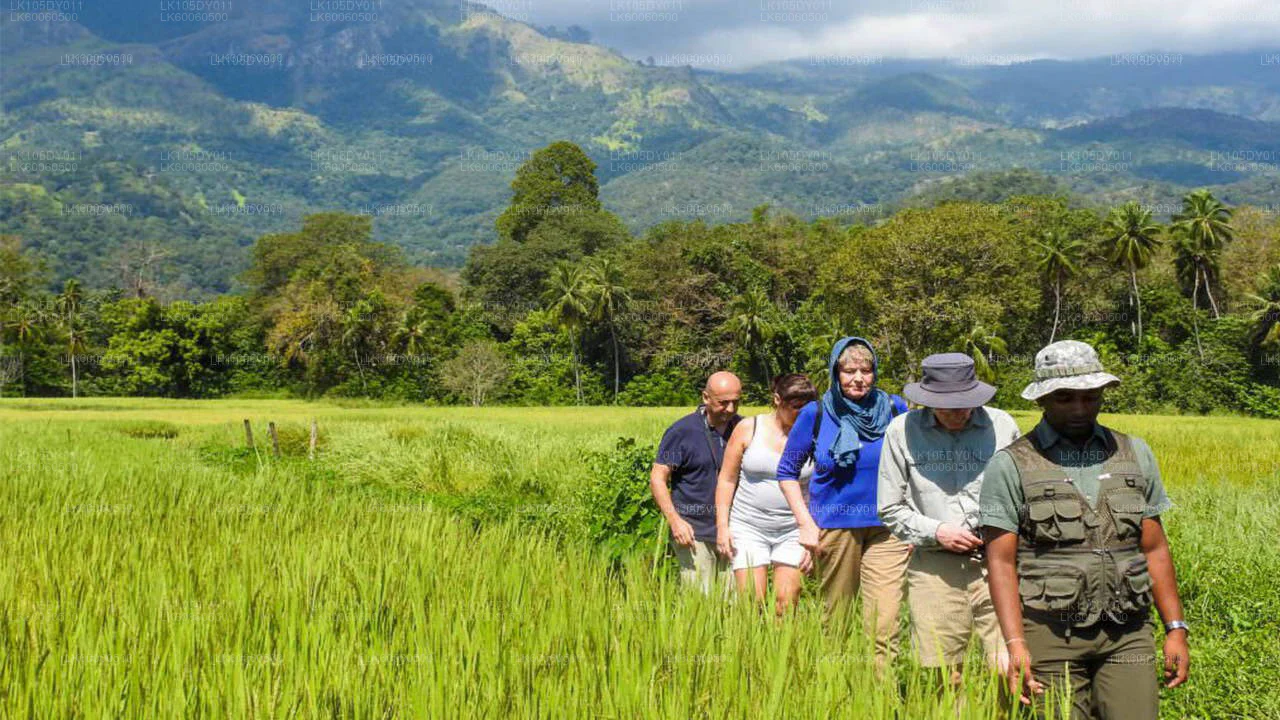 Day 5 – Sigiriya Safari & Village Tour