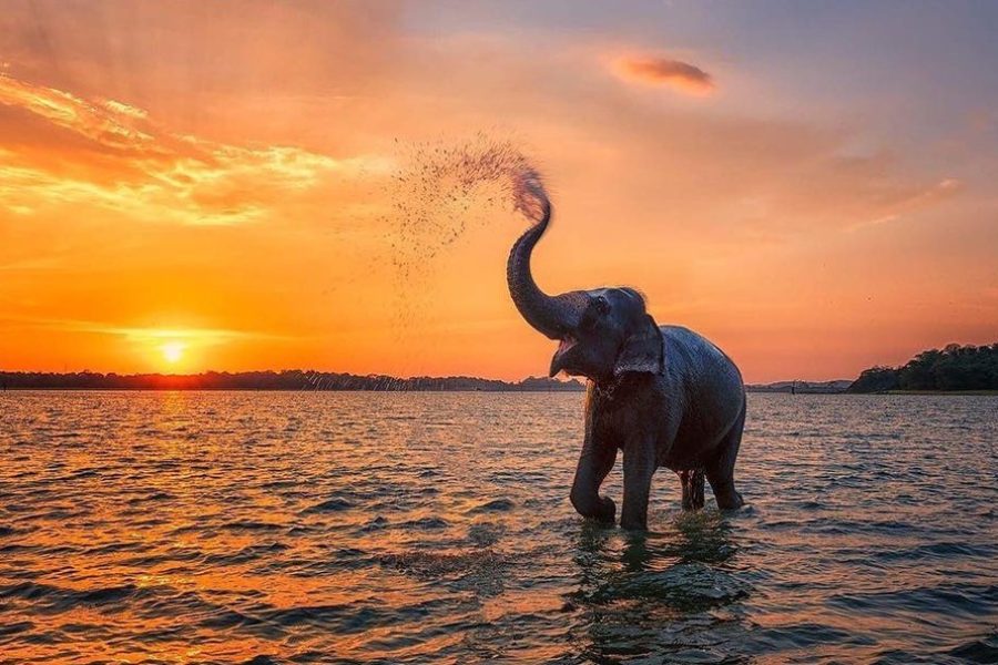 Discover Sri Lanka from North to South with a Relaxed, Slow-Paced Travel Experience