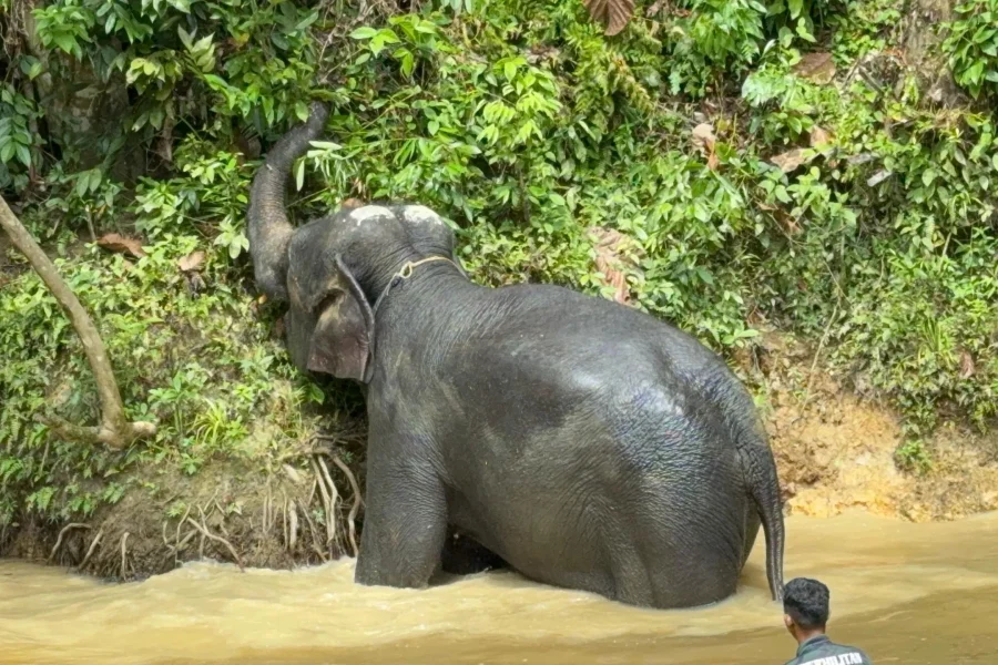 Elephant Sanctuary, Fireflies & Blue Tears Combo Tour with Lunch & Dinner (SIC – Join In Tour)