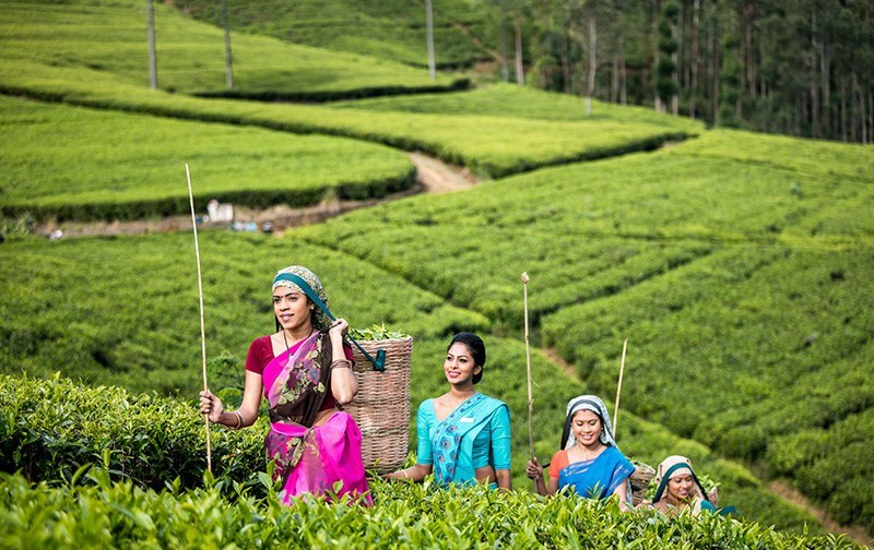 Day 04 – Nuwara Eliya | Waterfalls & Tea Plantations