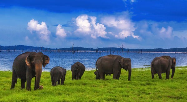 Day 02 – Sigiriya | Minneriya National Park Safari